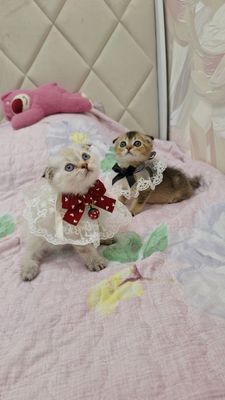 чистокроные котята