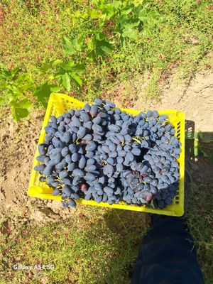 Uzum optom narxda yangi uzilgan holda sotiladi