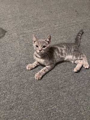 bengal, amerikansky skotch, shinshila