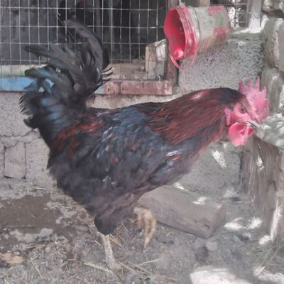 Srochna Damashni Xo'rozla sotiladi soni 2 ta donasi 220000 mindan