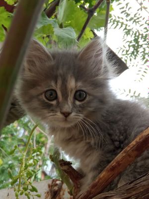 Котята йорксого и вислоухой