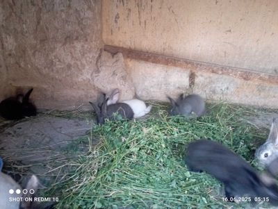 Куен сотилади 40,000 sum, Shaxrisabz