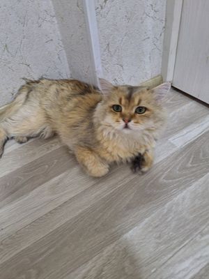 Zalataya shınshılla srochna sotıladı
