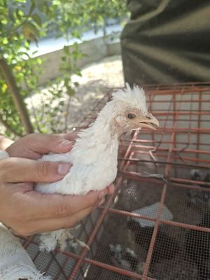 Маленькие цыплята Японки