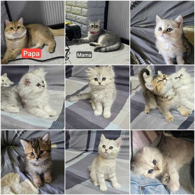Britan shinshila mushiklari , котята шиншиллы чистокровные