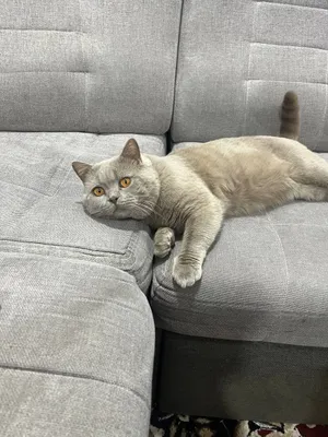 Виязка Британски Кот