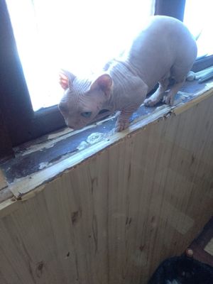 Срочно продается пара кошек