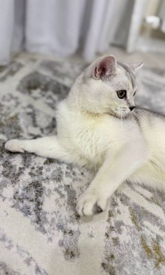 Кот для вязки шиншилла серебристая чистакровная
