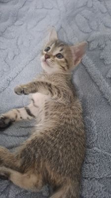 Котята домашние здоровые