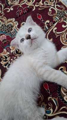 Зотдор мушук боласи сотилади