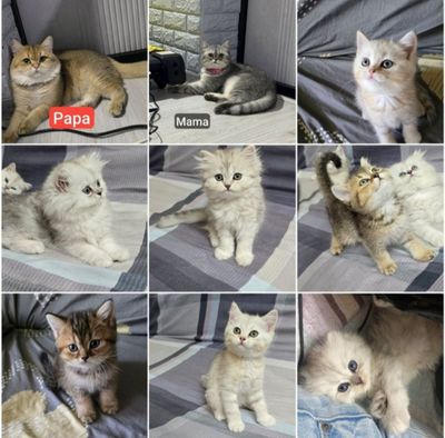 Котята Шиншилы породистые