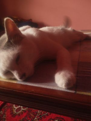 Mushuk oq va kul rang aralash