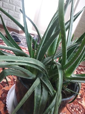 Aloe vera sotiladi