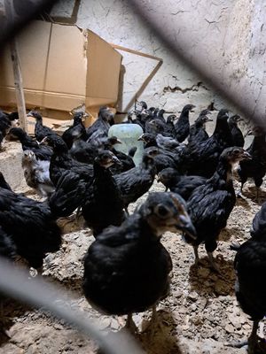 QORA SHAHZODA JO'JALARI BOR...50.000 soravmiz kami bor