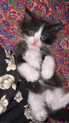 Котенок хороший добрый мальчик отдаю хорошие руки