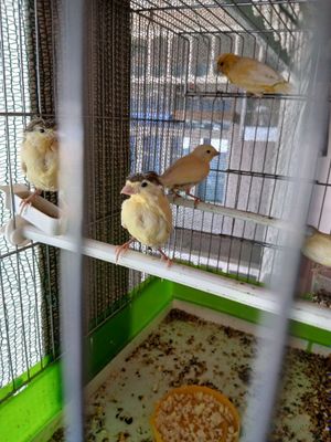 Канарейка Трайник кони тоза кушлани жожалари