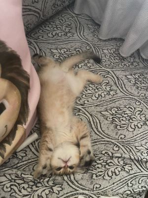 Котенок золотая шиншила