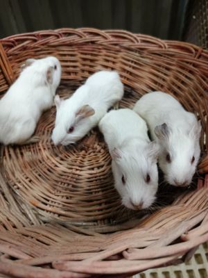 Морские свинки альбиносы