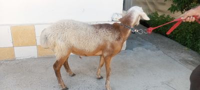 Авгон кучкор барра сотилади