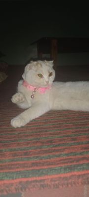 кошка