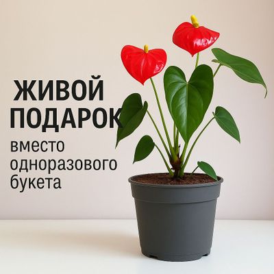 Антуриум в горшке