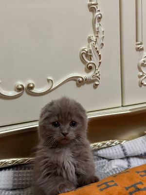 Skotish Fold Longhair мальчик
