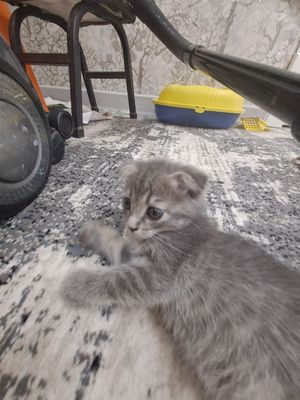 Домашние кошки.