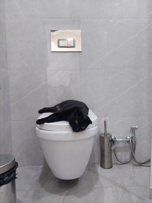 Кошка скоттиш фолд кастрированная