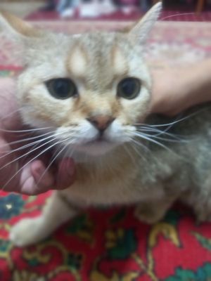 Britanskiy shorthair 1 yoshli ogilbola soglom mushuk