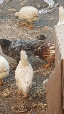 Продается цыплята,juja sotiladi katta katta oltita сразу