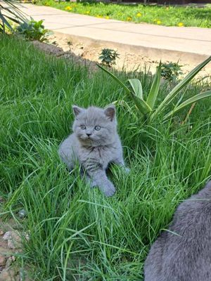 Scottish fold va scotish strayt 1,5oylik