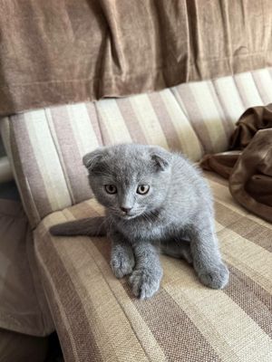 Пародалы мысықтар серий скотш фолд пен сиямский мысықтар сатылады