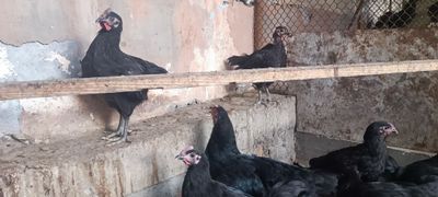 Корашахзода жужалари сотилади.
