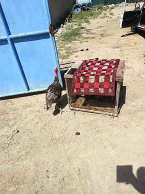 Kurka nari kelishamiz