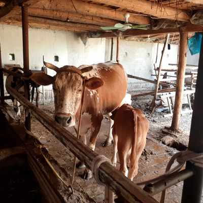 Dexqondan Smental sigir sotiladi 2 bolasi suti 15 lt yeb ichish joyida