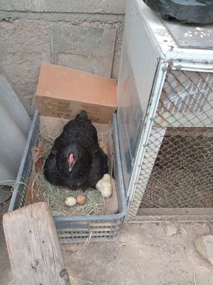 Кора брама товук 4 та жужаси билан