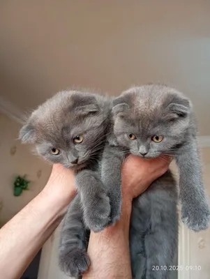 Продаются вислоухие котята