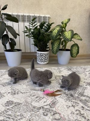 Британские котята