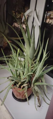 Большой куст Алоэ