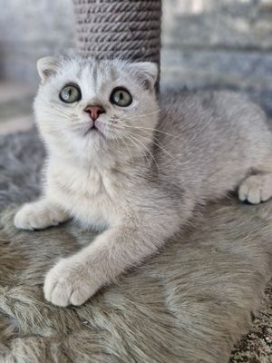Шотландский скотиш фолд