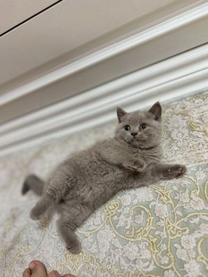 Британский котята