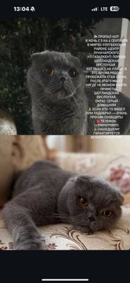 Кошка пропала помогите
