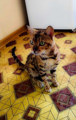 Bengal mushugi sotiladi