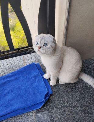 Вязка кошек. Шотландский фолд.