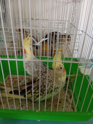 Продам попугаев карелл