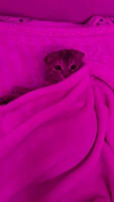 Котенок  породистая «Visluxa»