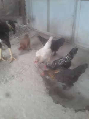 Yapon tovuq 10 ta jujasi bilan sotiladi.