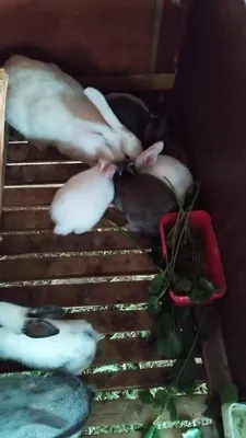 Кролики разных возрастов