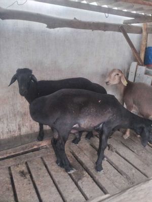 Qurbon Hayitga qo'ylar sotiladi
