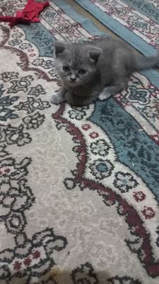 Котята скотишь фолд